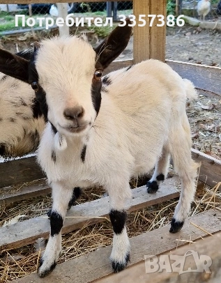 Продавам Декоративни Кози, снимка 2 - Кози - 52865396