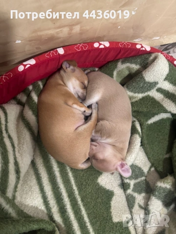 Чистокръвни пинчери, снимка 5 - Пинчер - 53637071