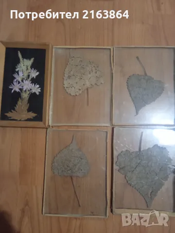 хербарий в стъкло, снимка 4 - Декорация за дома - 48425527