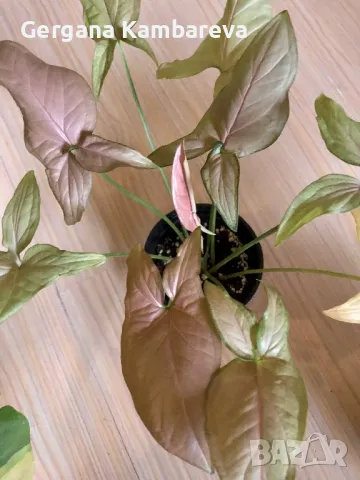Syngonium Regina Red , снимка 3 - Стайни растения - 48476898