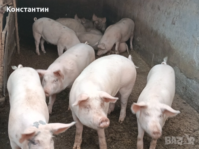 Свинско трупно пърлено на половинки, снимка 2 - Домашни продукти - 52213296