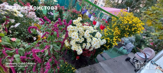 Продавам семена декоративен Щир, снимка 4 - Сортови семена и луковици - 39595794