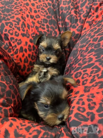 Йоркширски териерчета , снимка 4 - Йоркширски териер - 53472899