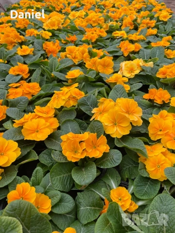 Иглика, снимка 2 - Градински цветя и растения - 53354409