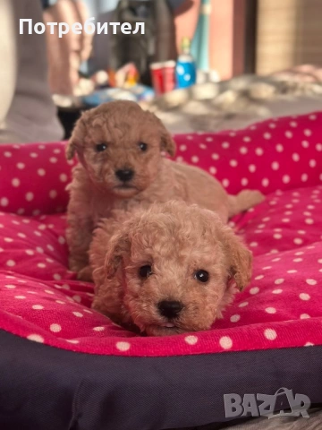 Пудел тойчета , снимка 4 - Пудели - 53734156