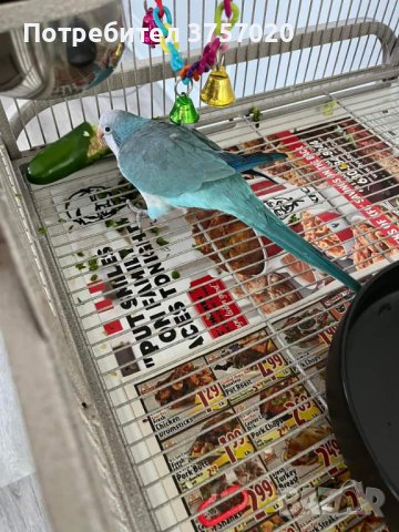 Ръчно хранени папагалчета Монах , снимка 1