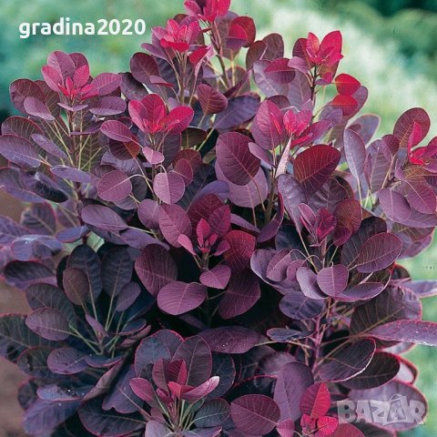 Червена Смрадлика (Cotinus coggygria 'Royal Purple'), снимка 1 - Разсади - 40979101
