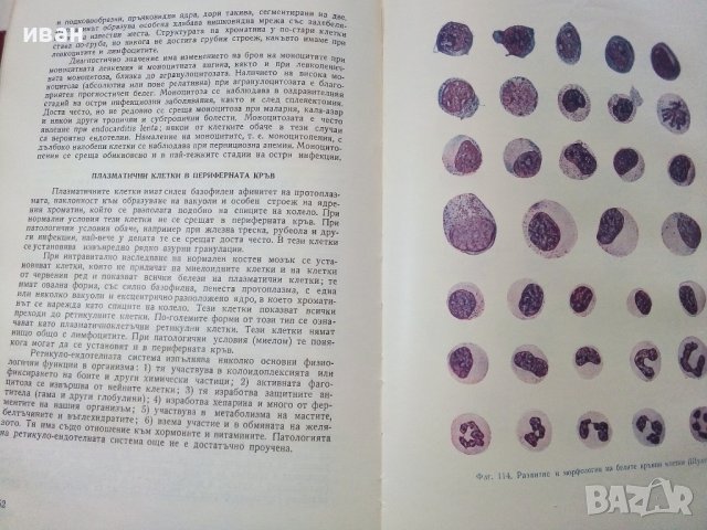 Учебник по Вътрешни болести в 2 тома - К.Чилов,Т.Ташев,М.Рашев, снимка 4 - Учебници, учебни тетрадки - 40187997