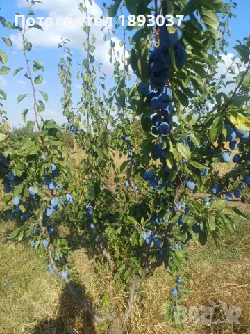 Сини сливи Стенлей, снимка 3 - Домашни продукти - 55877113