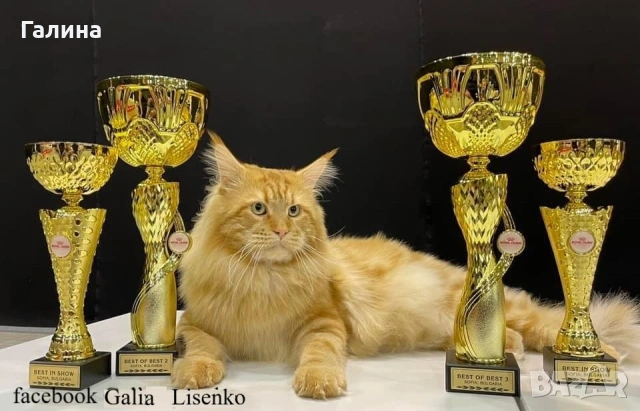 Котенце Мейн Кун, снимка 4 - Мейн кун - 26713468