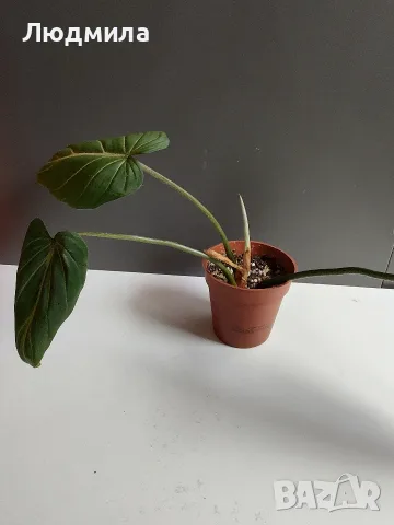 Филодендрон 'Глориозум Зебра' / Philodendron gloriosum zebra, снимка 3 - Стайни растения - 55607037
