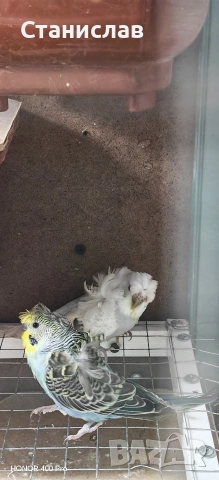 продавам вълнисти папагали, хиликоптери и чачулата амадинка, снимка 6 - Папагали - 53278956