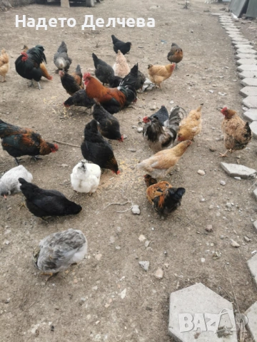 Кокошки и Петли, снимка 5 - Кокошки и пуйки - 53583646