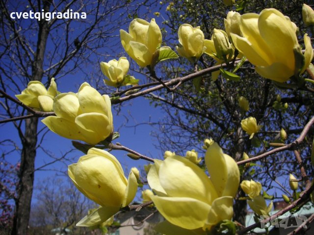Magnolia Yellow Bird (Магнолия Жълта птица), снимка 2 - Градински цветя и растения - 41223368