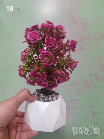 Бонзай , Бонсай