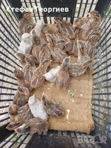 малки токачки , снимка 1