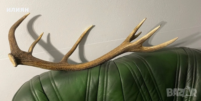 Рог елен 4 , снимка 2 - Други ценни предмети - 53857451