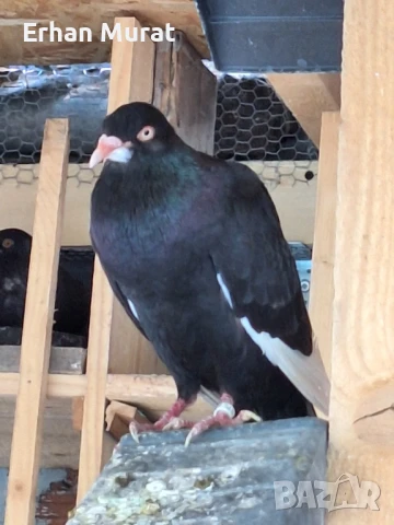 gılıbi, снимка 18 - Гълъби - 51081727