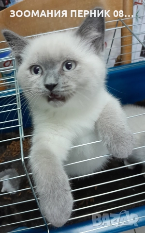 Котета Британска късокосместа , снимка 7 - Други - 51804431