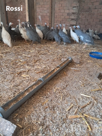 Млади ТОКАЧКИ, снимка 6 - Кокошки и пуйки - 50545726