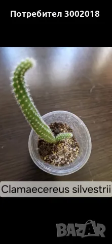 Дървото на живота и кактуси , снимка 9 - Стайни растения - 48831429