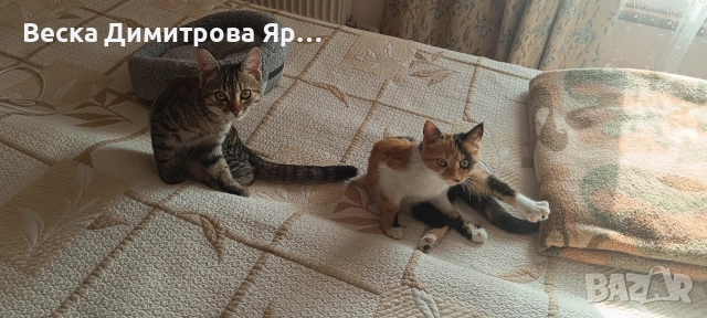 Подарявам котенца 