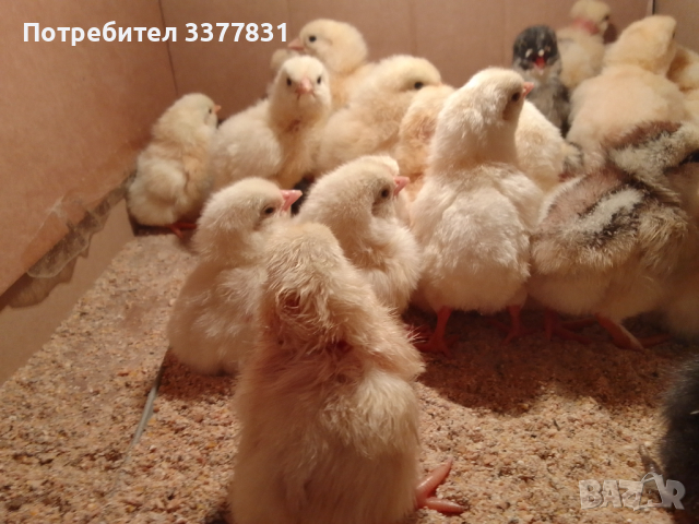 Пиленца на ден и на 1 месец, снимка 5 - Кокошки и пуйки - 44794318