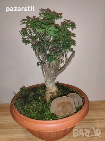 Полисция - бонсай, снимка 1