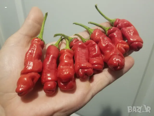 ПРОМО! 10 бр. разсад Peter Pepper Люти чушки с екзотична форма, снимка 1