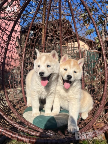 Сибирски хъскита