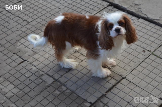 Кавалер Кинг Чарлз Шпаньол, снимка 11 - Кавалер кинг чарлз шпаньол - 52735606