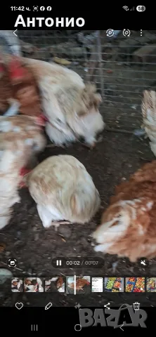 Продавам кокошки носачки 