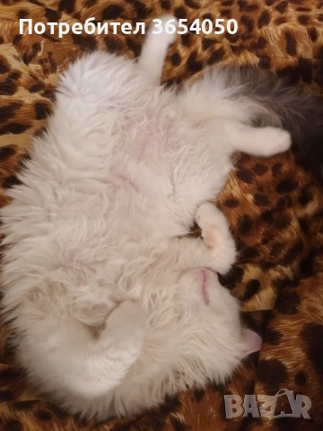 Сибирски ангорец с хигиенни навици , снимка 2 - Ангорски - 53137766