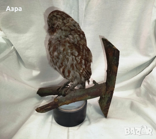 Препарирана сола (Бухал)