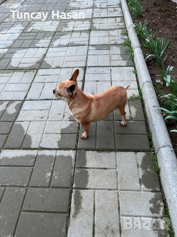 чихуахуа, снимка 5 - Чихуахуа - 53650076