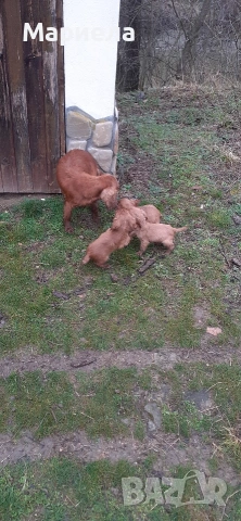 кокери , снимка 10 - Кокер шпаньол - 53399551