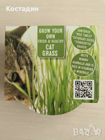 Прясна котешка трева (Cat Grass Growset)