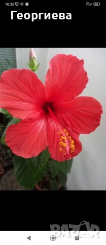 хибискус