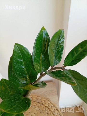 Замиокулкас , снимка 3 - Стайни растения - 53643176