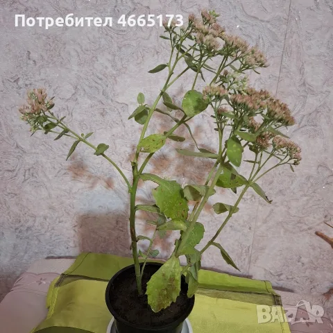 Лечебна Дебела Мара комплект , снимка 9 - Градински цветя и растения - 54580584
