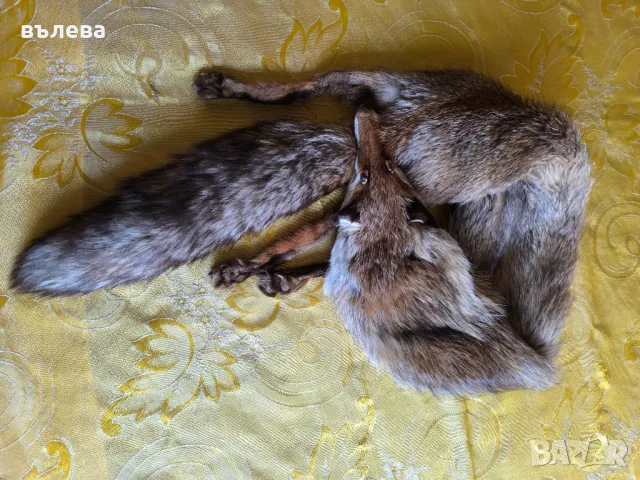 Кожена яка цяла лисица 