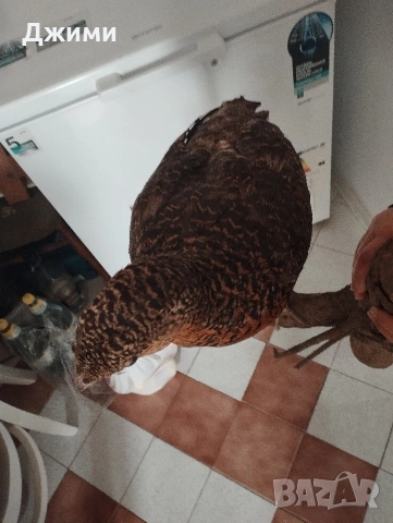 препариран женски глухар, снимка 7 - Антикварни и старинни предмети - 53844839