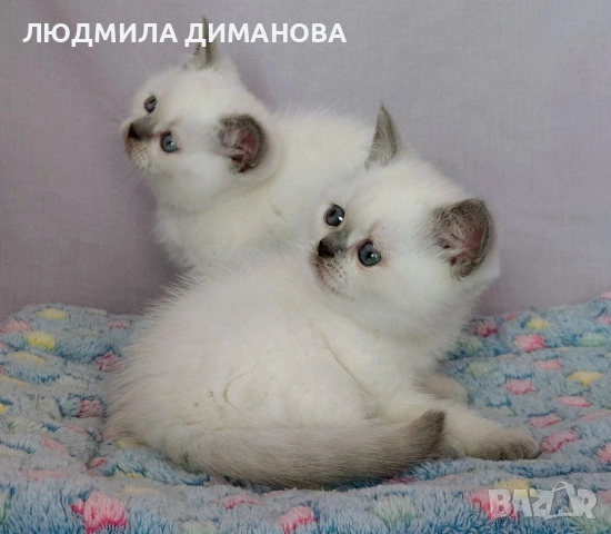 Шотландски със сини очи. Мъжки женски 