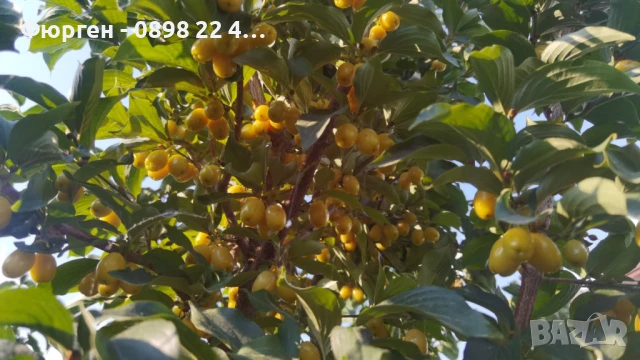 Дрян - Жълт, снимка 2 - Разсади - 51095917