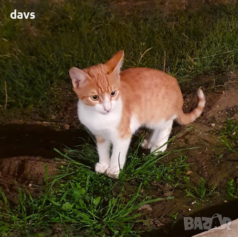 Малки котета – различни шарки, снимка 6 - Други - 51939189