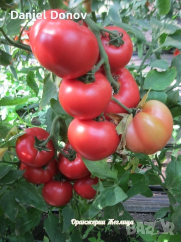 КАТАЛОГ РАЗСАДИ ПРОЛЕТ-ЛЯТО 2026, снимка 6 - Разсади - 52473586