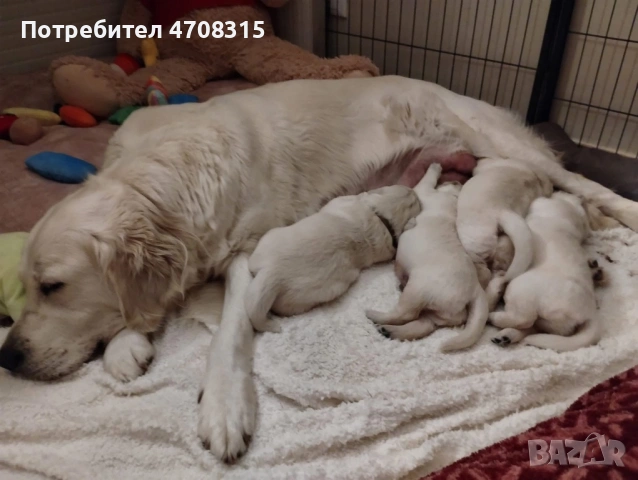 Голдън ретривър момче родословен баща ваксина, снимка 7 - Голдън ретривър - 53094906