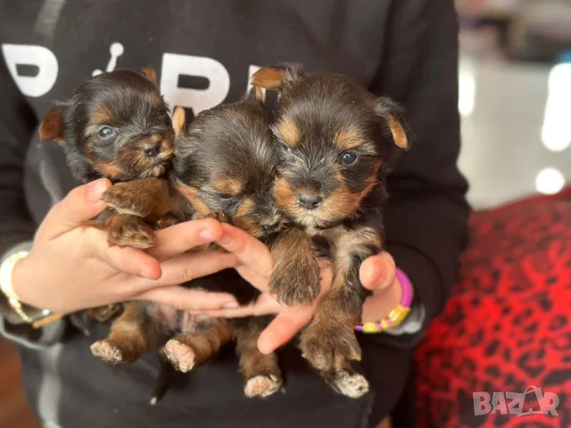 Йоркширски териер 