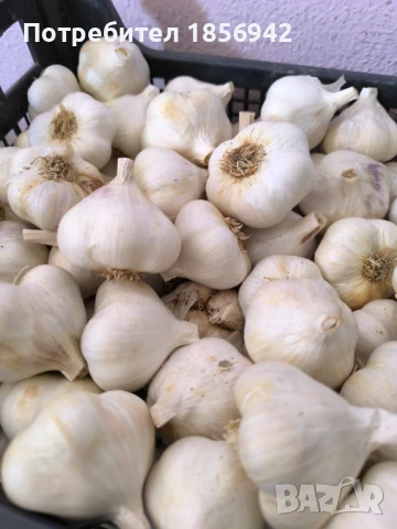 Чесън, снимка 1