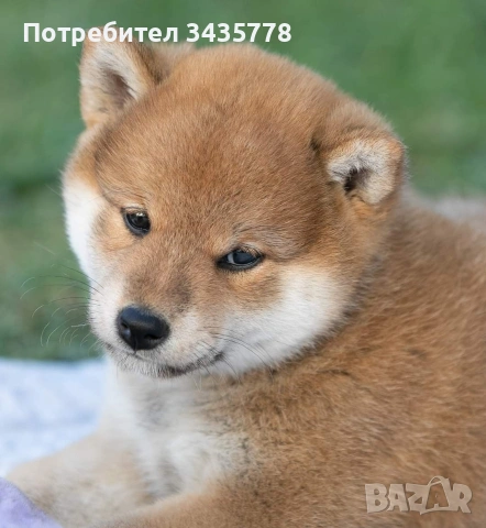 шиба ину момиченце, снимка 2 - Шиба ину - 53829584